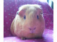 Adopt Maybelle a Guinea Pig